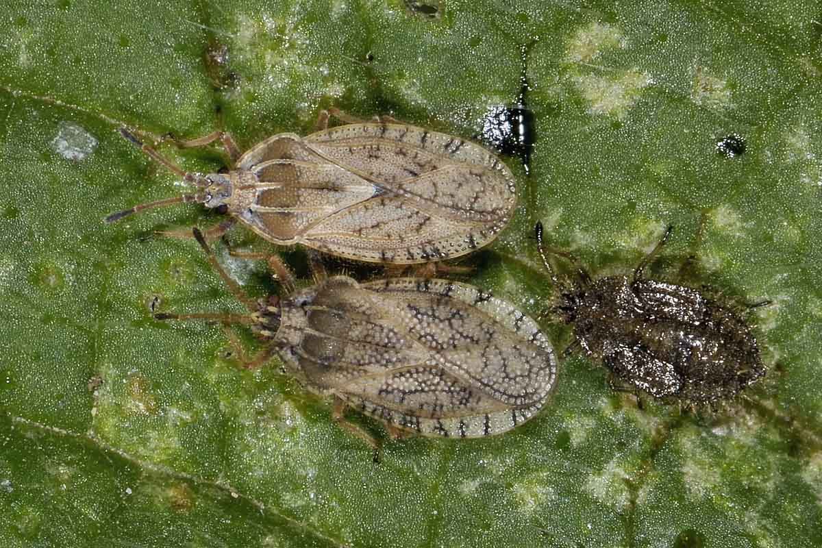 Tingidae: Tingis pilosa del Piemonte (TO)